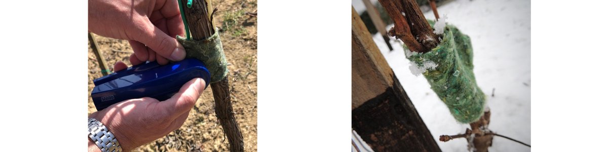 Dravy_roztoc_Typhlodromus_pyri_aplikace