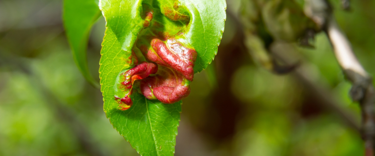 kadereavos_broskvone_priznaky_list_Taphrina_deformans