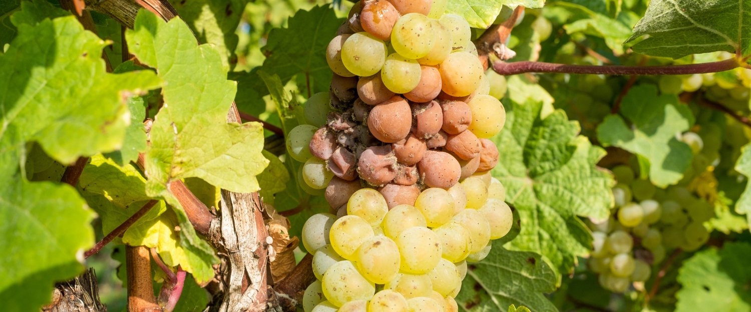 plisen_seda_botritis_cinerea_vyroba_vina