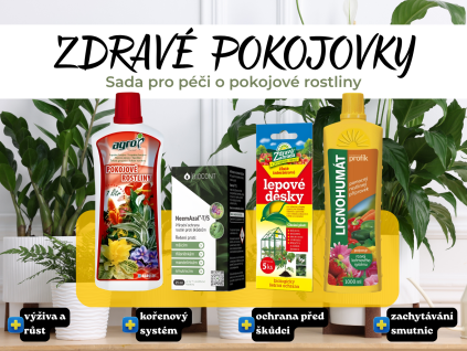 Zdravé pokojovky