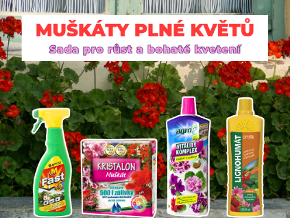 MUŠKÁTY PLNÉ KVĚTŮ