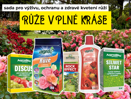 Růže v plné kráse