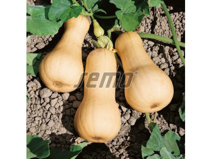 Tykev muškátová Butternut