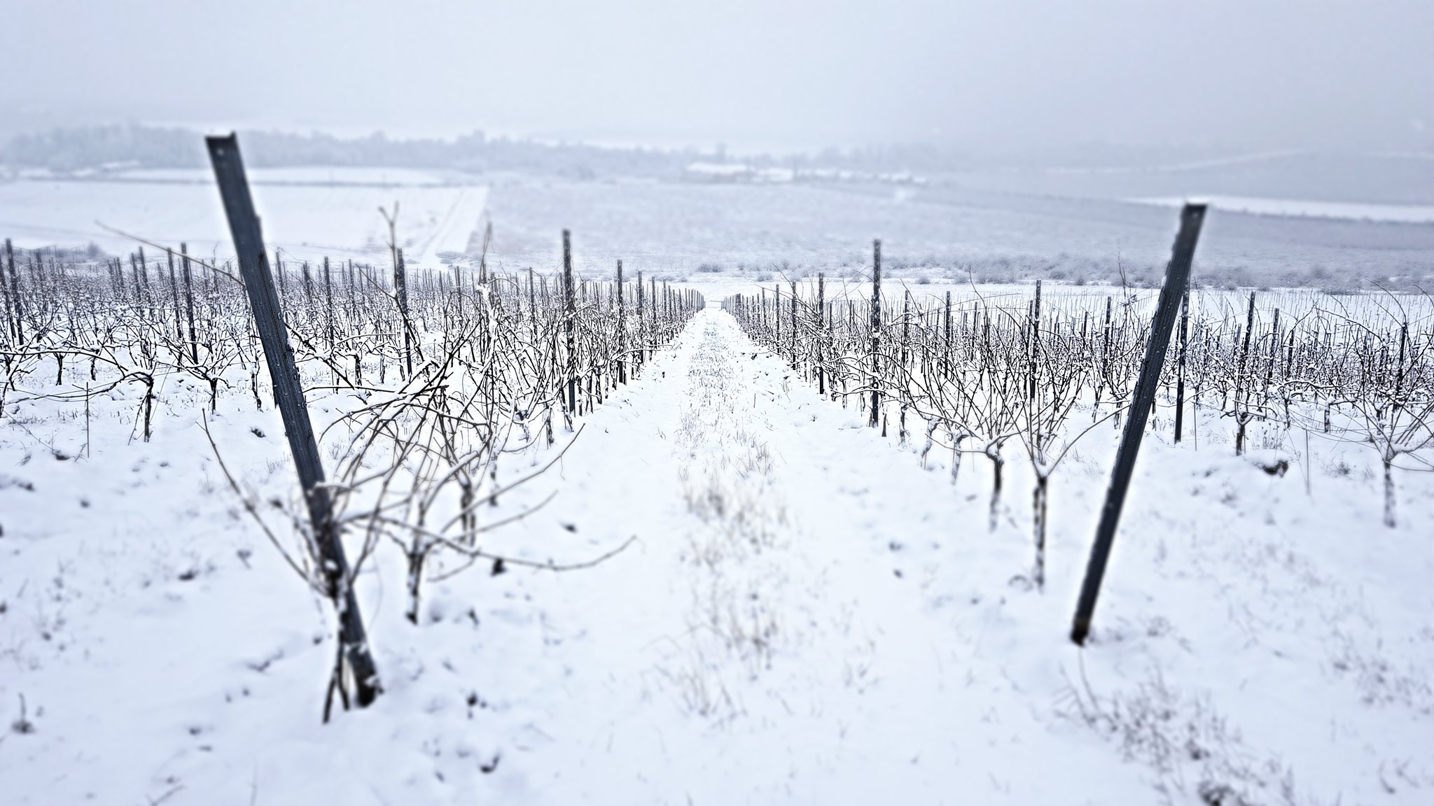 Obrázek vinice zima