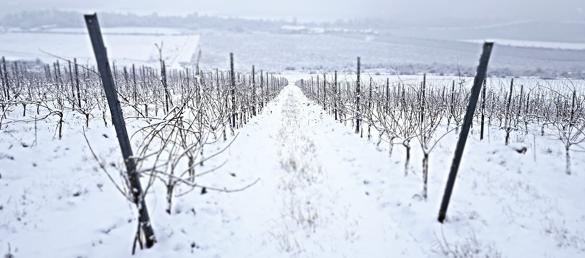 Obrázek vinice zima