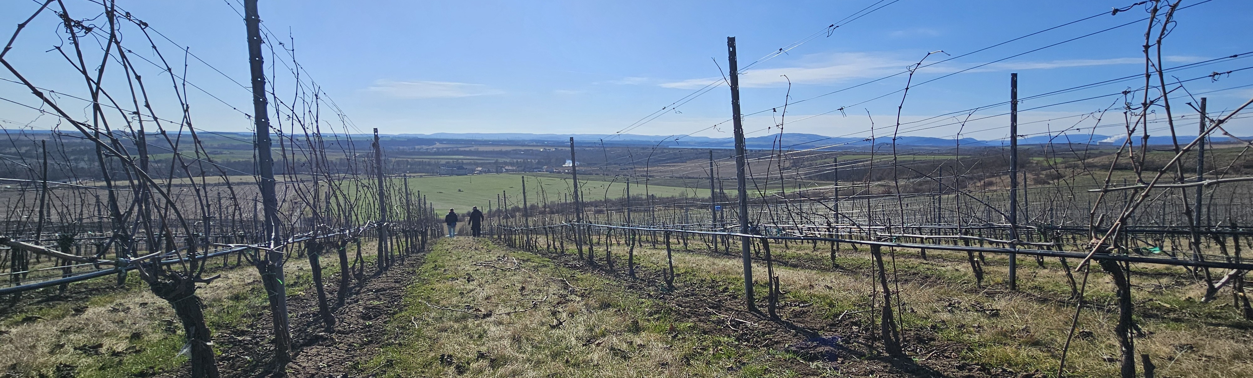 Obrázek vinice zima