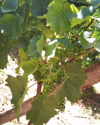 Krásně se to rýsuje 🍇🍷