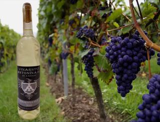 Frankovka KLARET 2020- Víno je stvořené z modrých hroznů, ale technologií na výrobu bílého vína. Vůně je po zeleném...