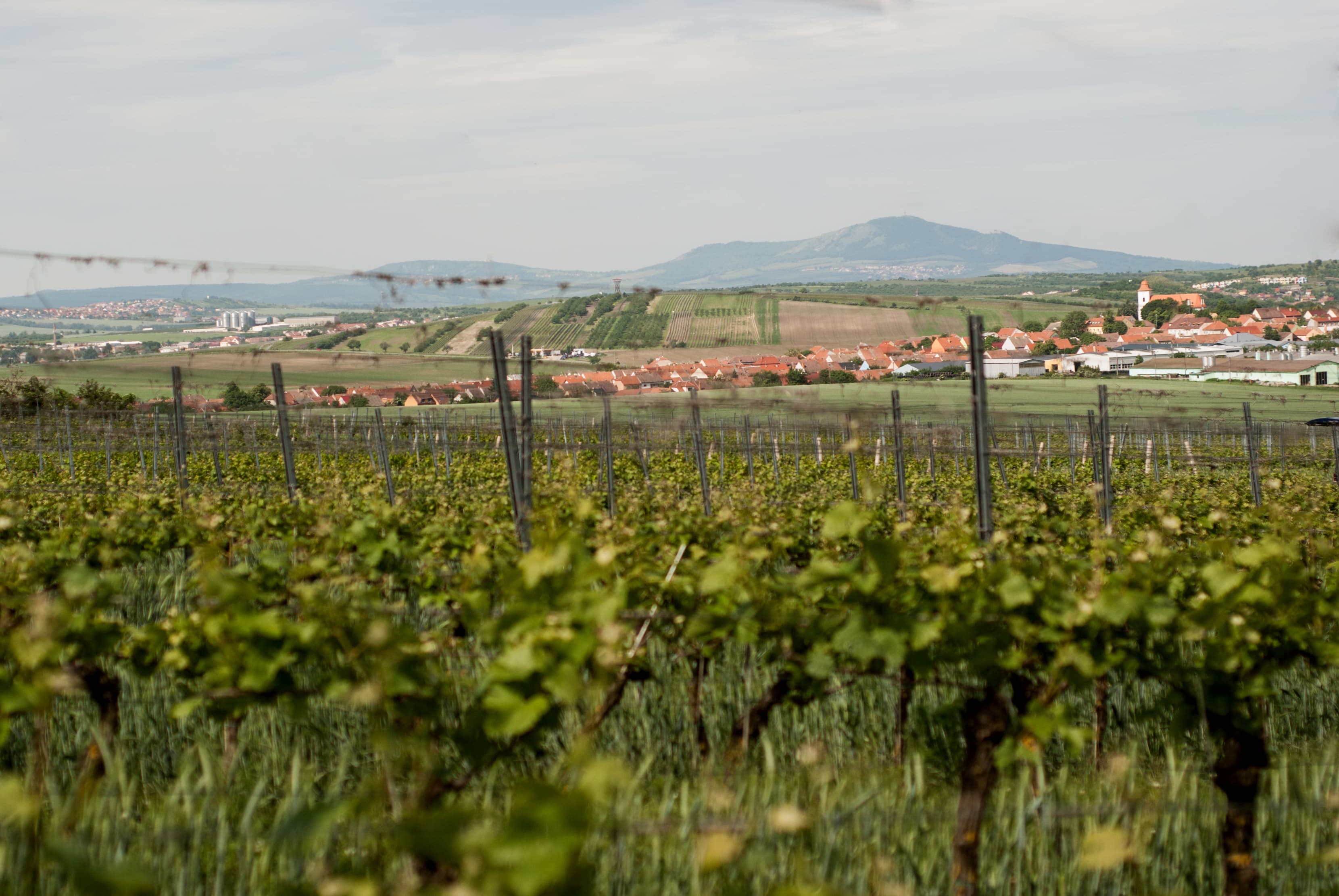 Jaro Vinařství Bukovský