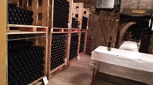 Výsadba vinohradu 2016