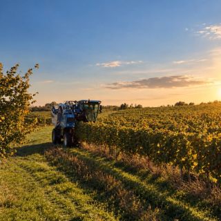 Čas sklizně. Čas, kdy se rok práce mění ve víno. 🍇🍂 #VinarstviKrist #Vinice #MoravskeVino #kdyzvinotakodkrista #autumn
