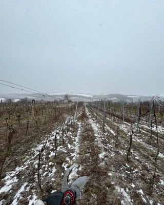 Zimní řez v plném proudu!😀❄️✂️