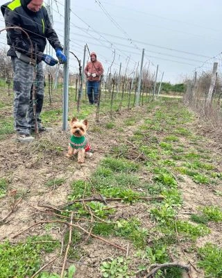 Šéf vinohradu dorazil na kontrolu 😀🐶🍇