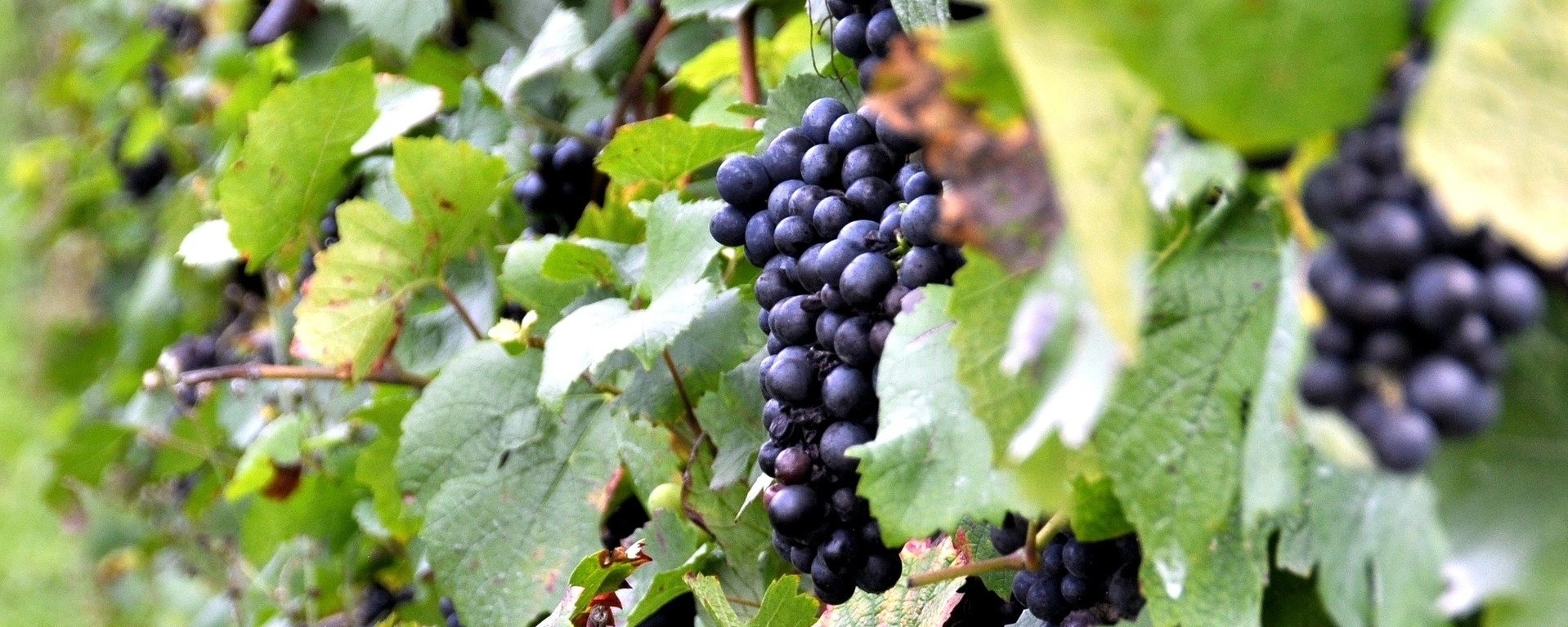 vinice vinařství machových