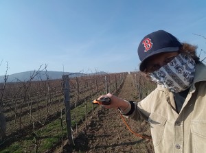 Karanténa po vinařsku