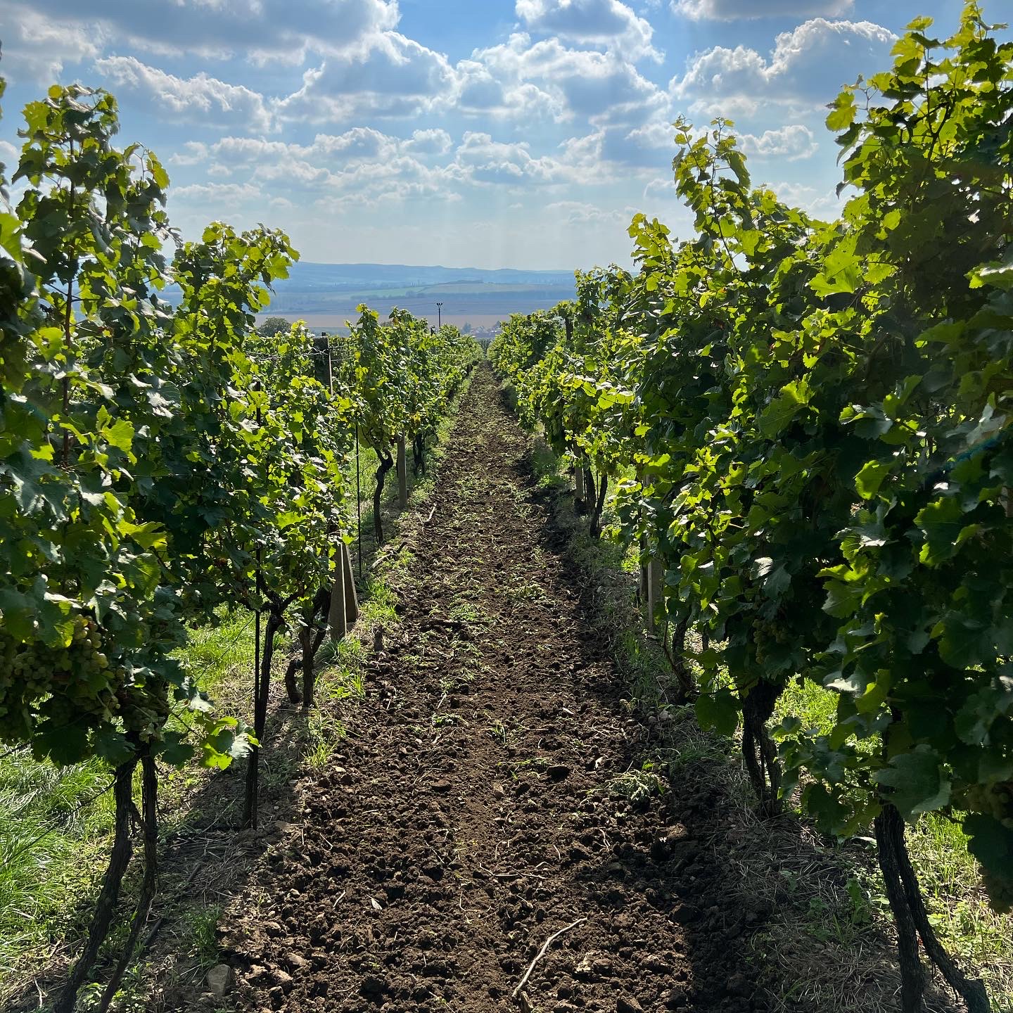 Vinice- viniční trať Stará hora