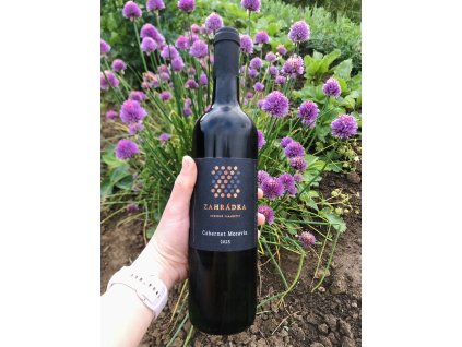 Cabernet moravia 2023