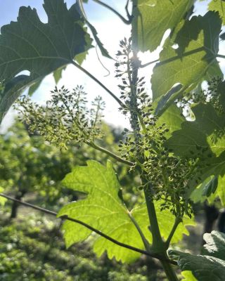 🤌✨🌞 #sun #shining #wine #wineyard #beautifulview #morava #vinohrad #květena #tezkaprace #makame #jetokrasa...