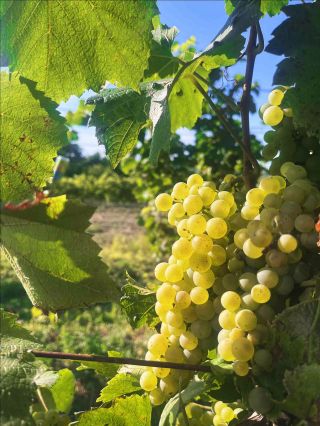 Burčák na uličky bude! ☀️🍇 A my už se moc těšíme! 🤩 Vidíme se 20.9. u nás, sklep č.27! 👌🫶...