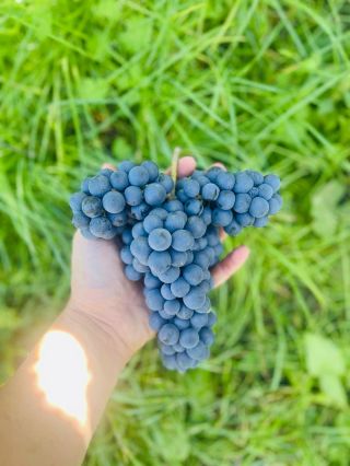 Každý hrozen má svůj příběh. Tenhle voní po víně 🫶💭 Od hroznu až k radosti… 🍇➡️🍷 #vinobrani #grapes #modryportugal #barvy...