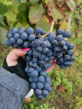 Frankovka na startu 🍇 ještě pár kroků a bude z ní tekuté štěstí 🍀🍷 #frankovka #vinobrani #tohlenasbavi #stesti...
