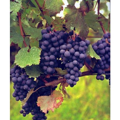 georgian grapes 9