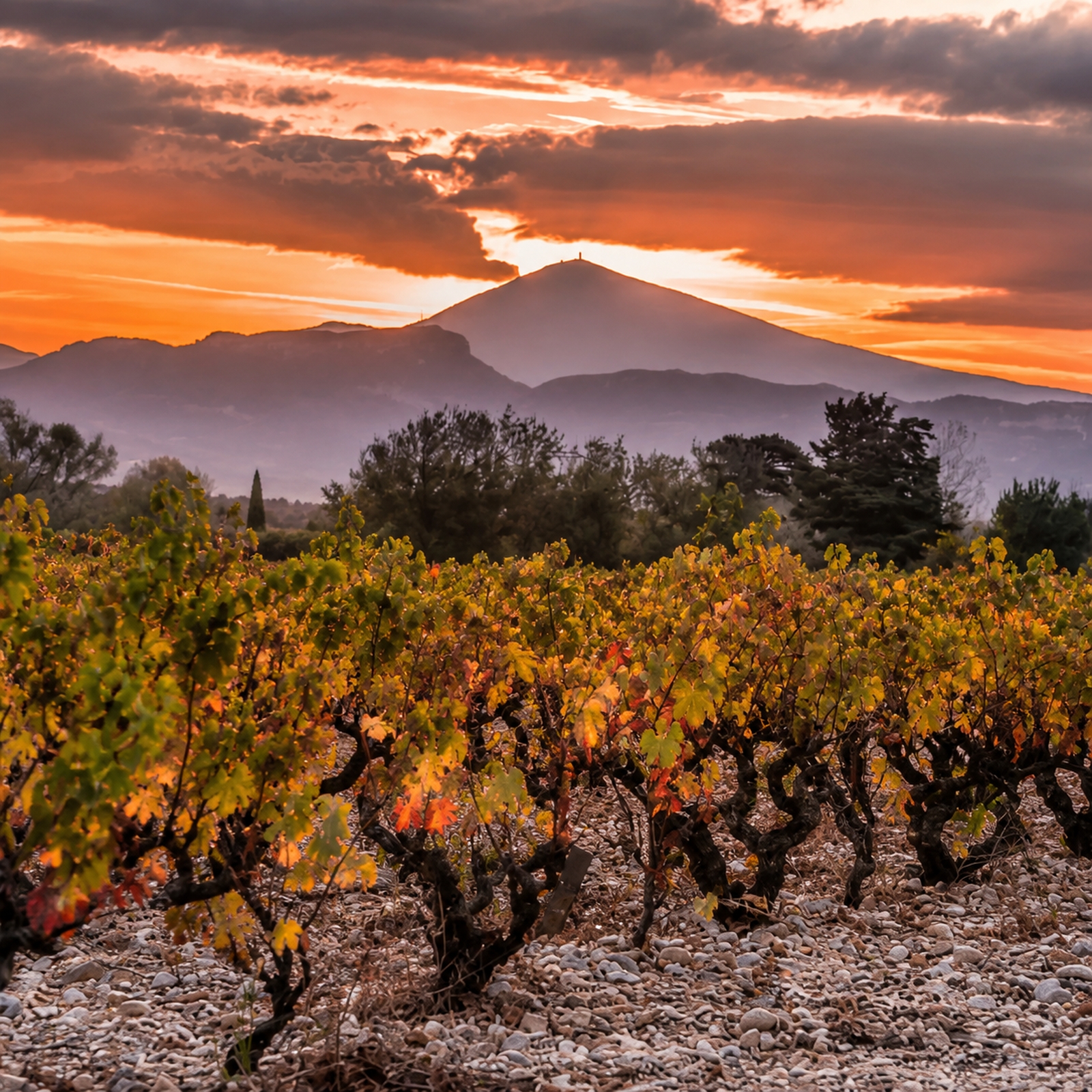 Cotes du Rhone