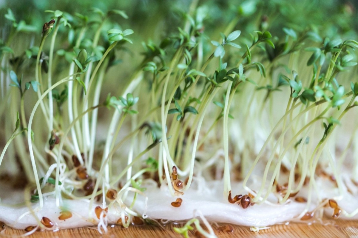 Juhu, in zwei Wochen beginnt die Vorfrühlingszeit