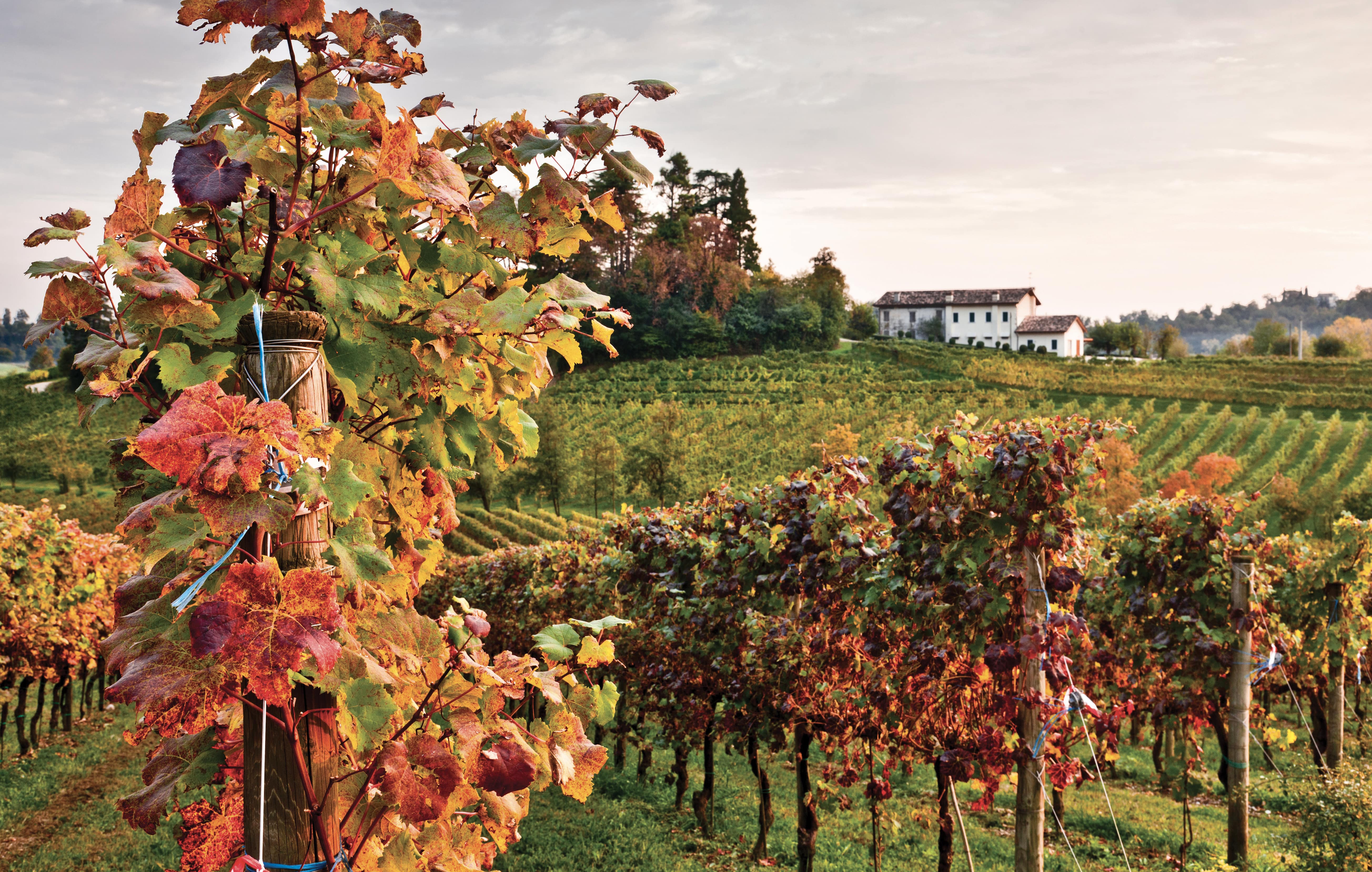 masottina_vineyards