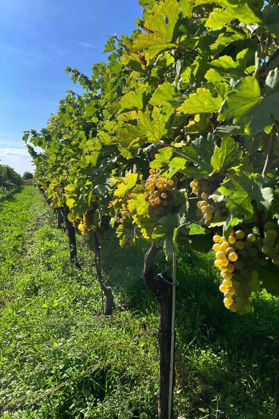 1681818819-Kellerberg_Weinlese