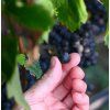 Allegretto Valpolicella Ca'della Scala DOC 2020 - 0,75l