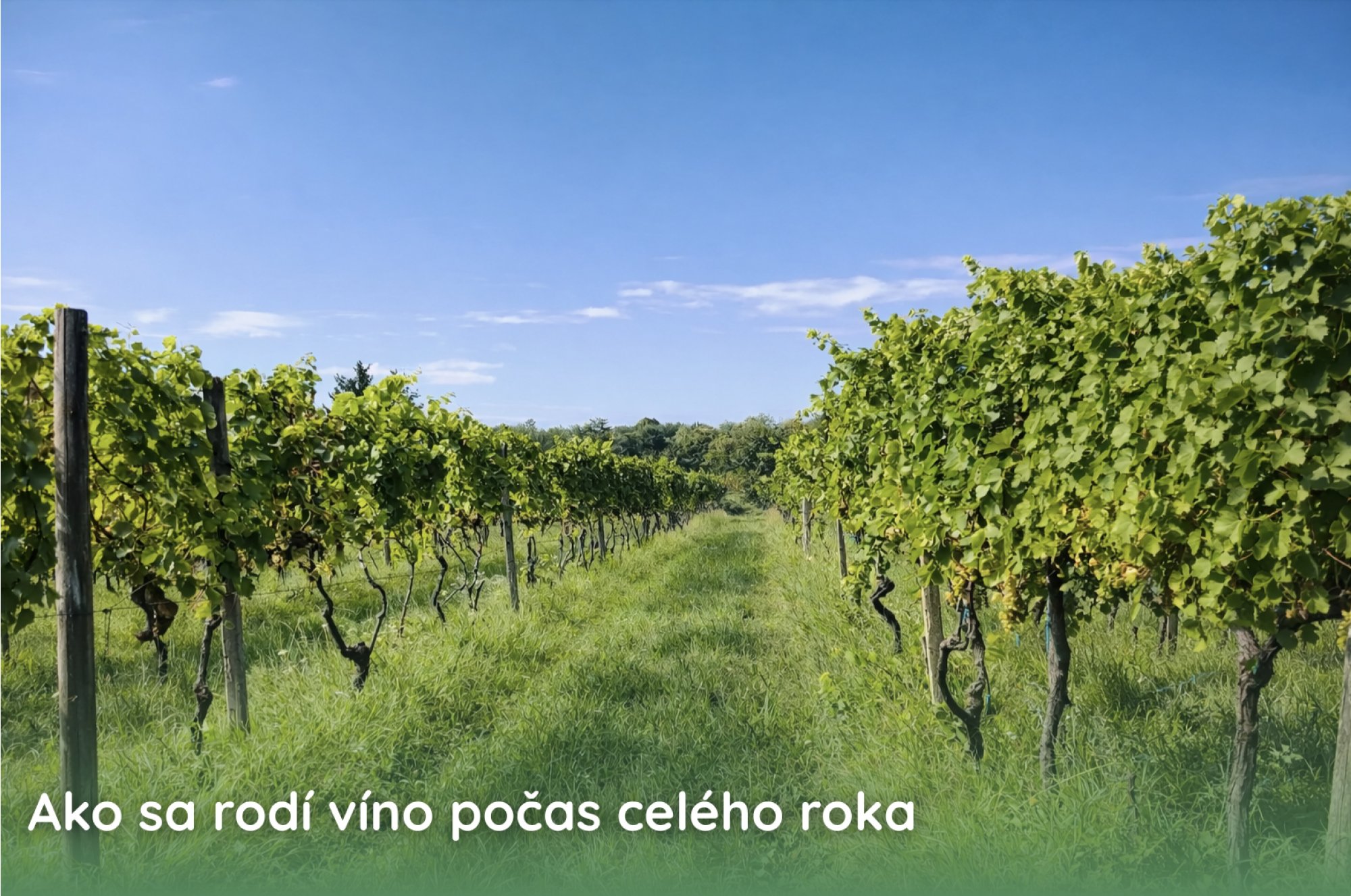 Ako sa rodí víno počas celého roka