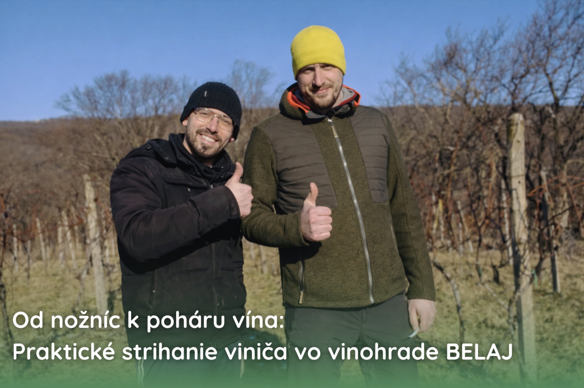 Od nožníc k poháru vína – praktické strihanie viniča vo vinohrade BELAJ