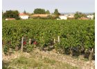 Pauillac