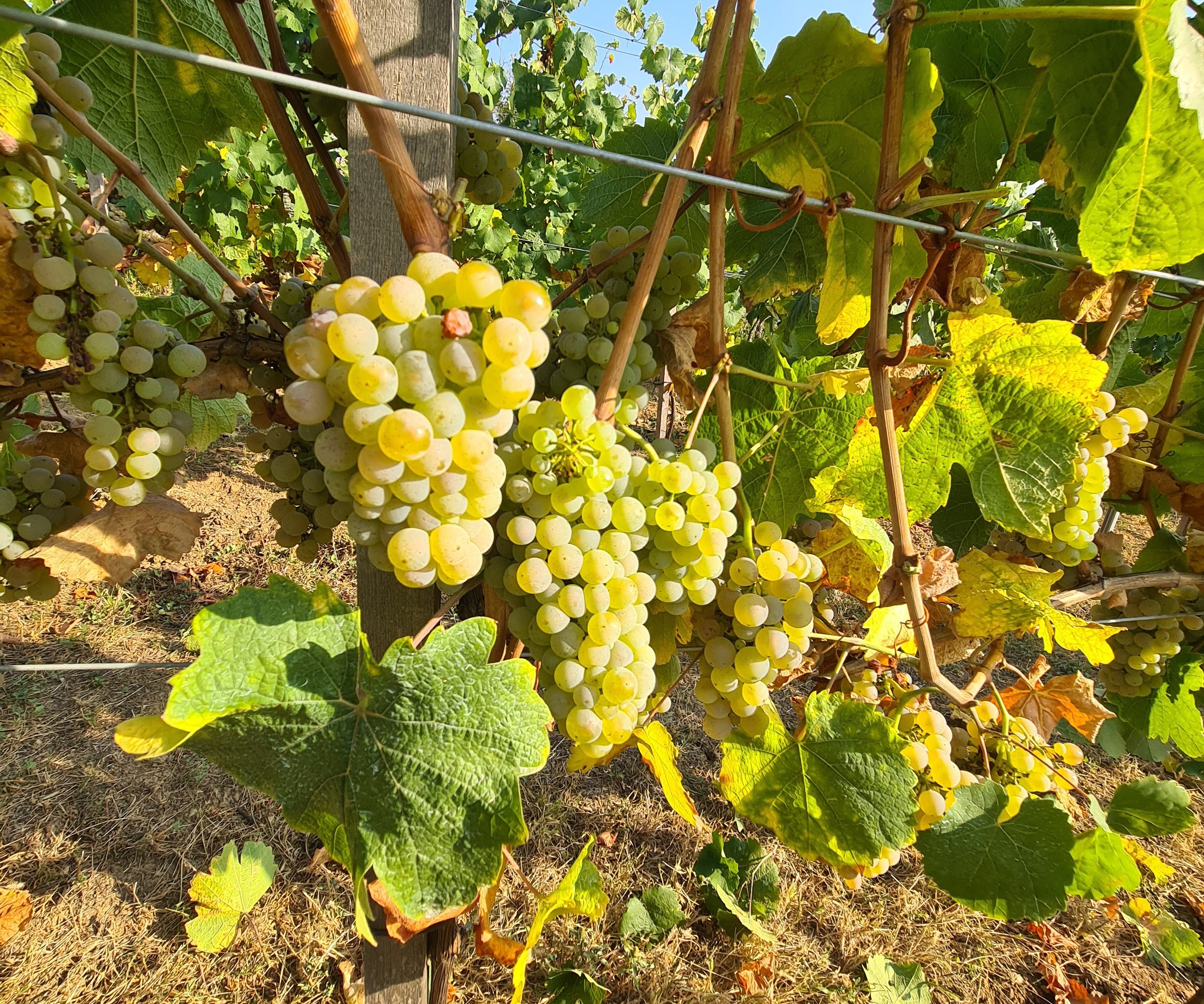 Vinič