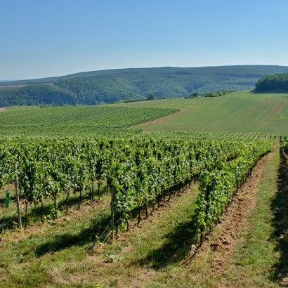 Alkohol při kojení: Ano či ne