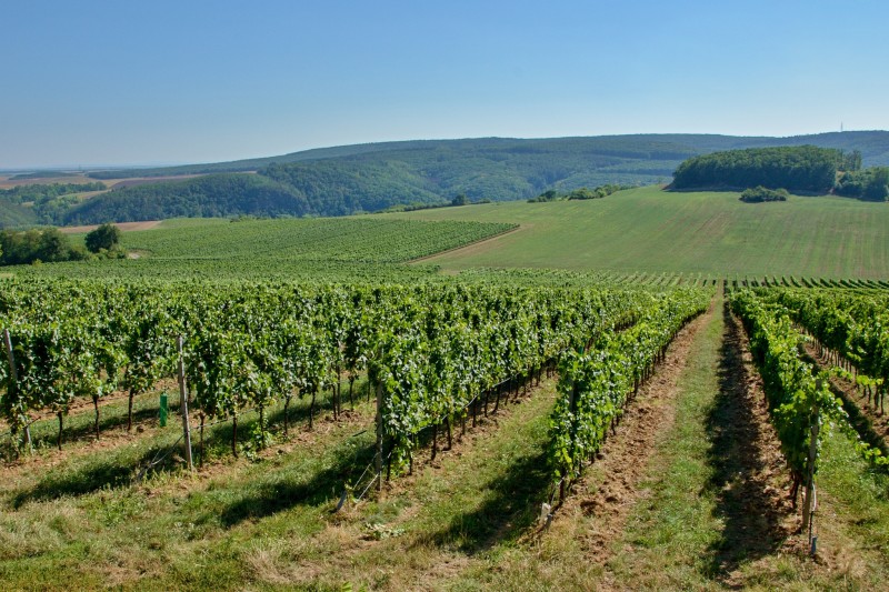 Znojemská vinařská podoblast