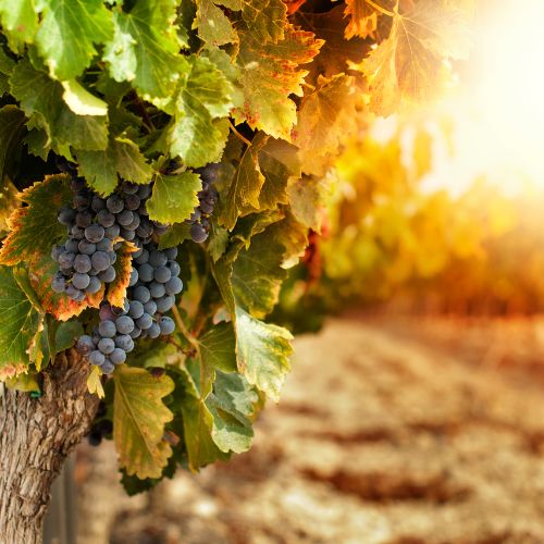 o-vinarsrtve-vino-rajnic