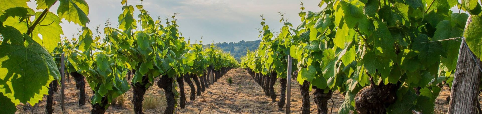 vino-rajnic-pezinok6