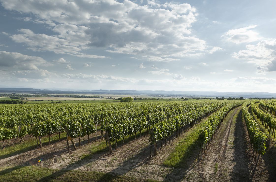 Vína z Wagramu – Utajený rakouský poklad