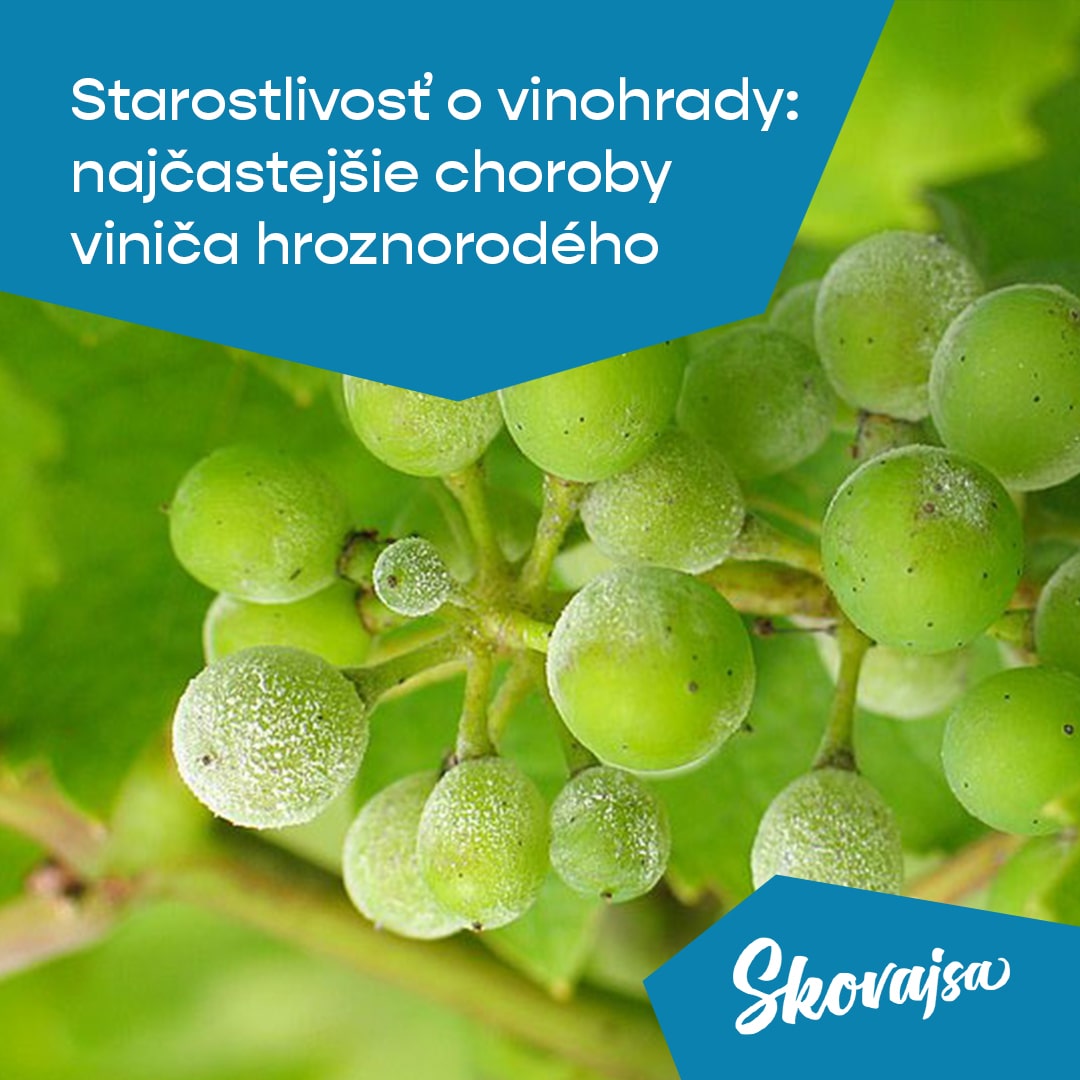 Starostlivosť o vinohrady: najčastejšie choroby viniča hroznorodého