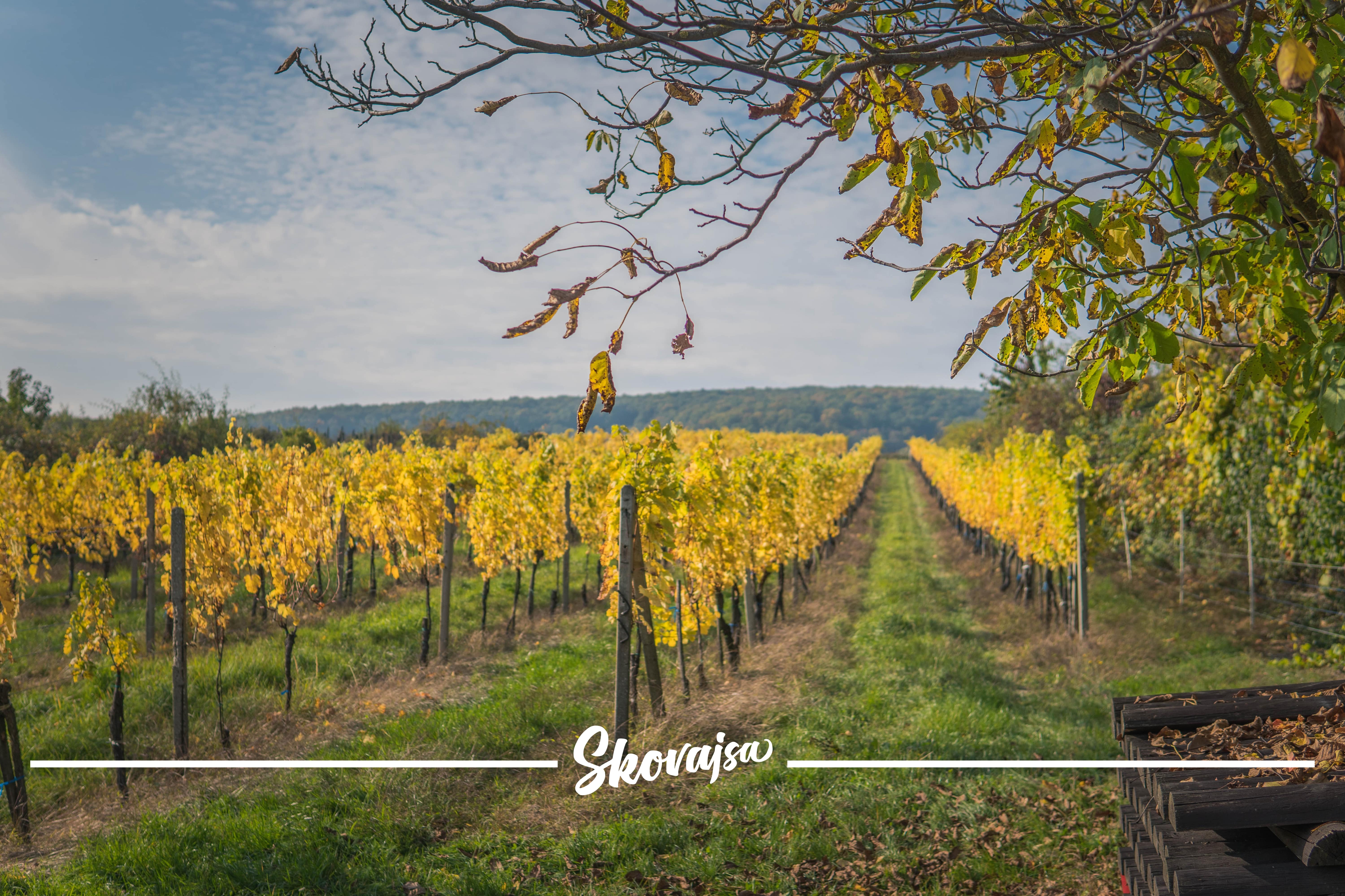 blog_skovajsa_vinobranie_obdobie_oberaciek_kedy_vinar_neodpociva_5