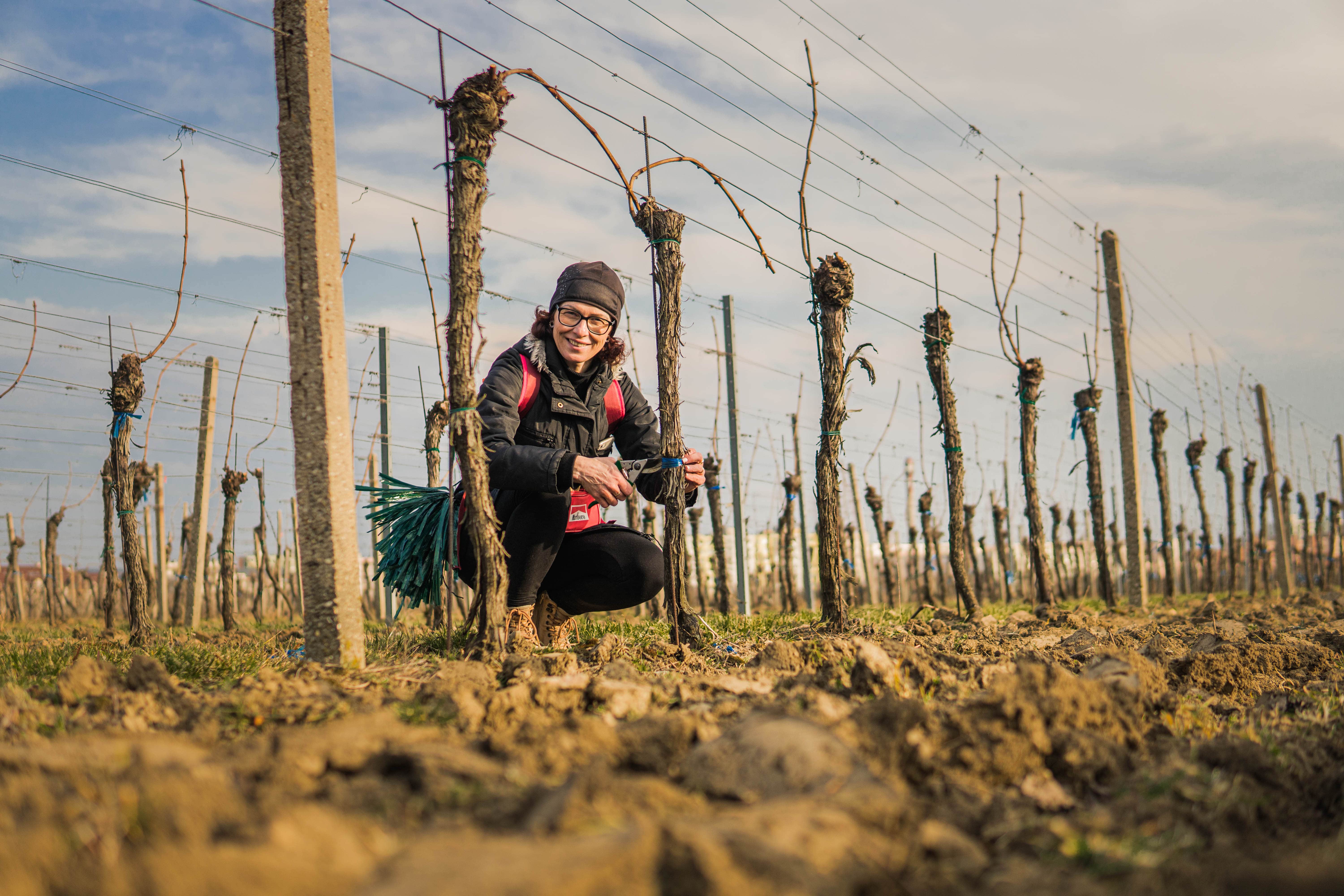 blog_terroir_praca_skovajsa