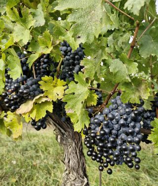 Letošní úroda 💙