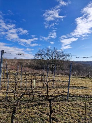 Zimní vinohrad 🧣🪾🍇