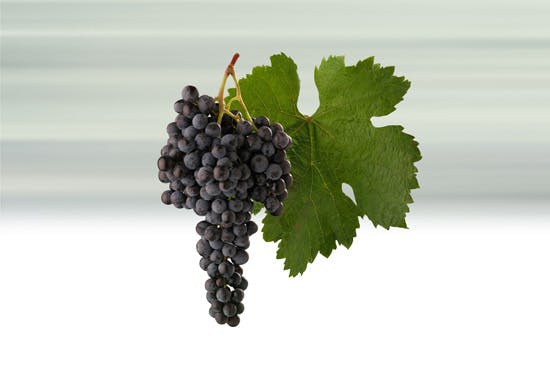 1596619917-18-merlot-hrozen-list