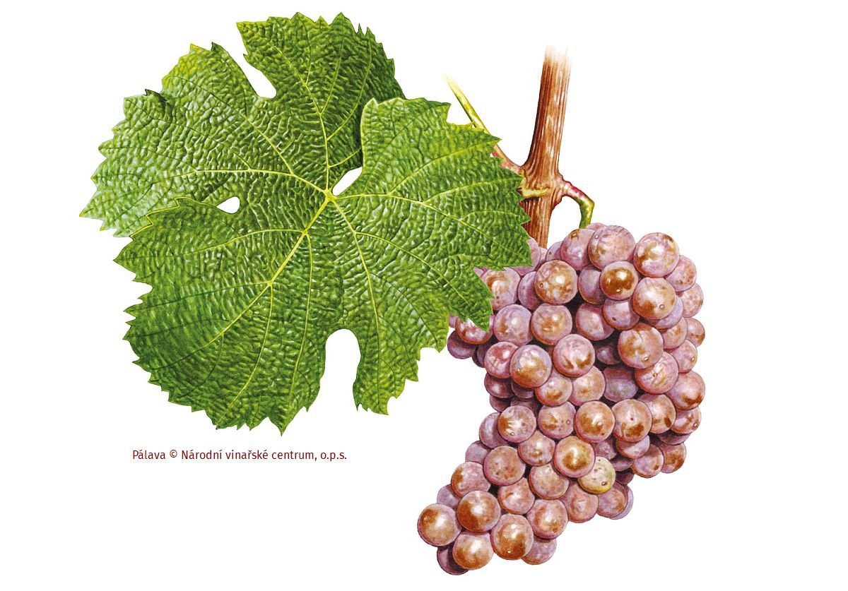Pálava: Příběh první původní moravské odrůdy révy vinné