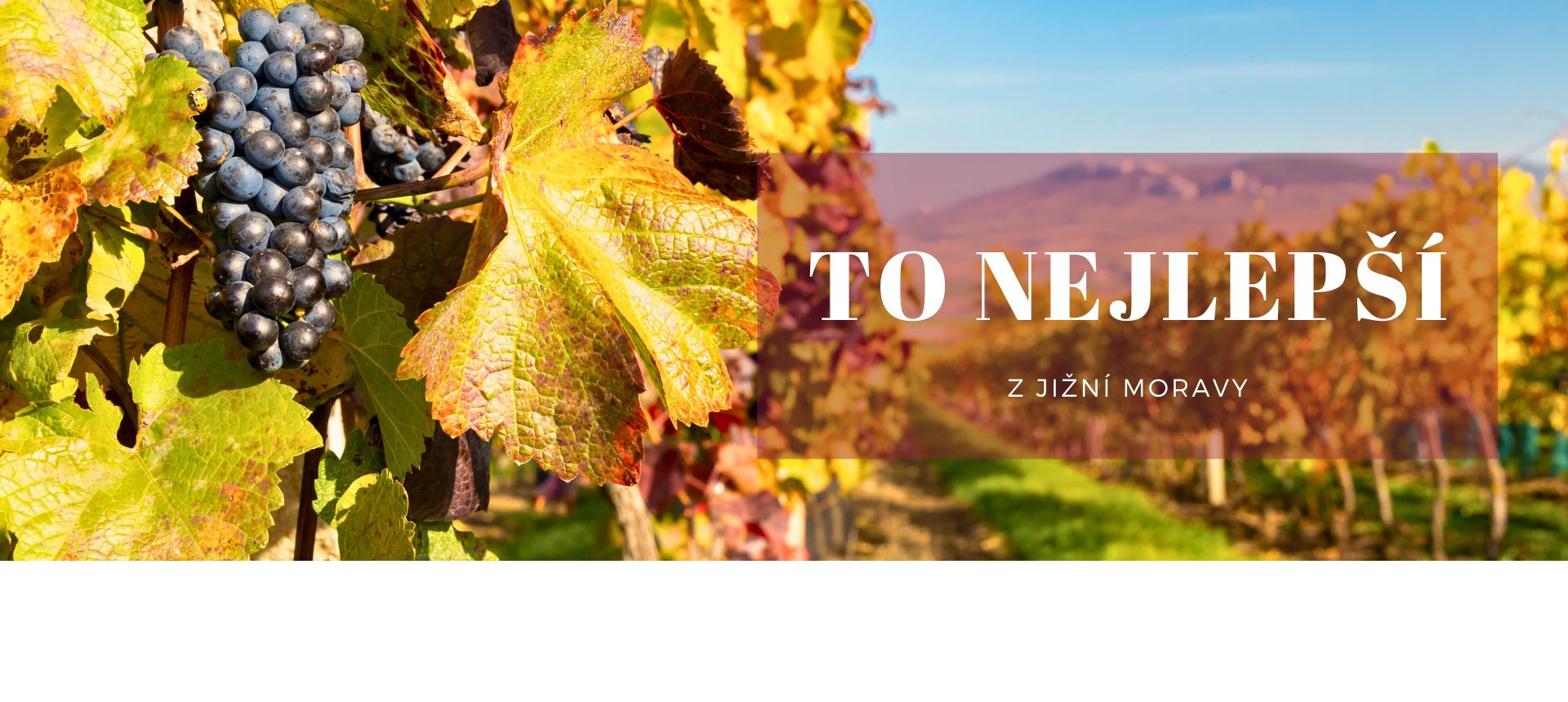 To nejlepší z Jižní Moravy - Vinotéka Pálava - vína z Pálavy