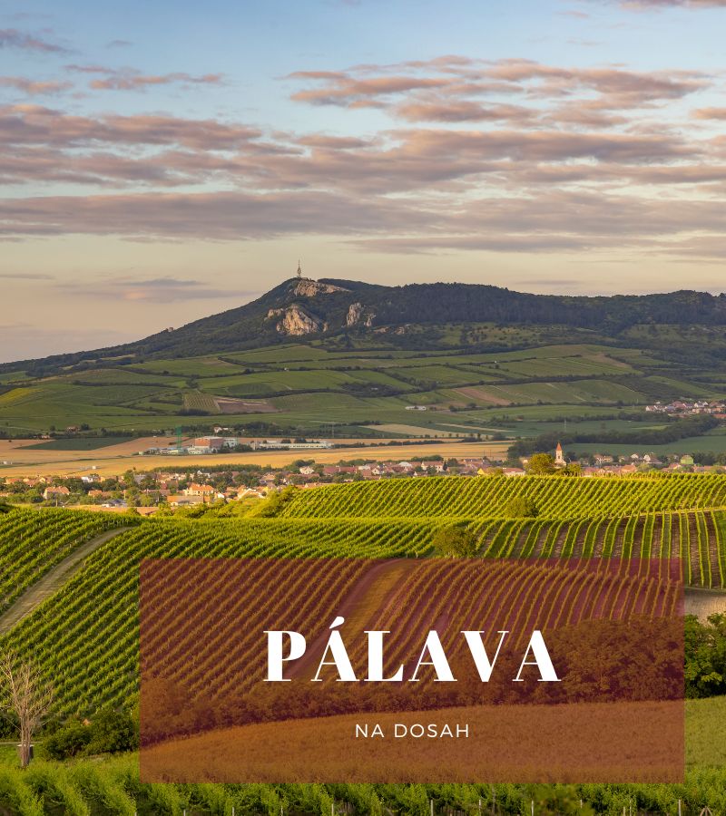 Pálava na dosah - Vinotéka Pálava - vína z Pálavy