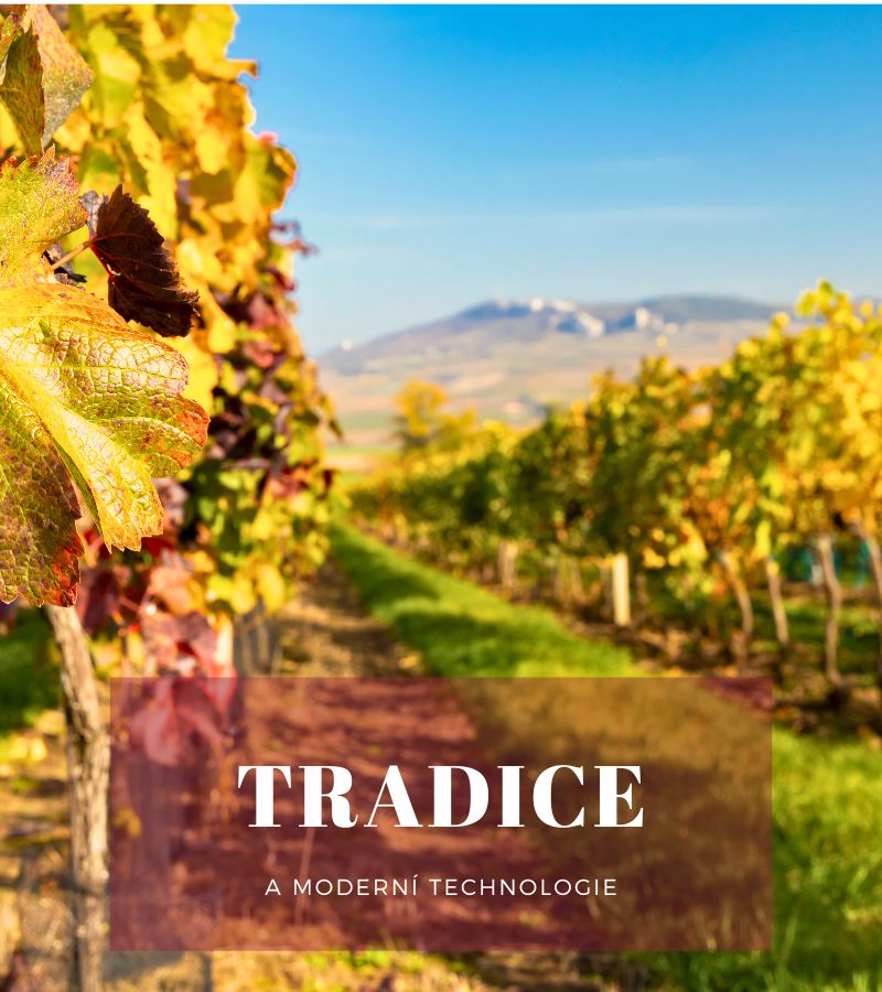 Tradice a moderní technologie - Vinotéka Pálava - vína z Pálavy